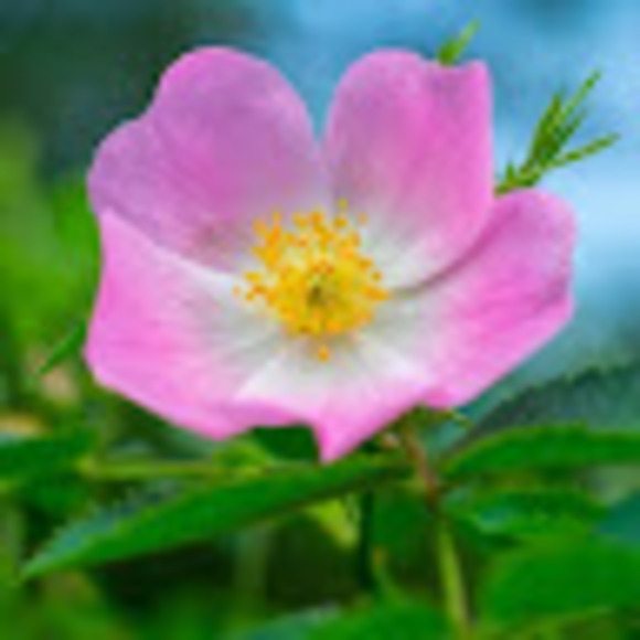 nesreenwildrose